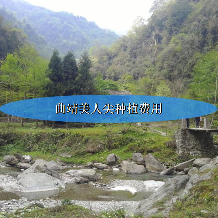 小编来聊聊曲靖美人尖种植费用