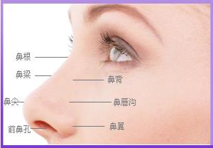 外鼻结构示意图 外鼻结构示意图